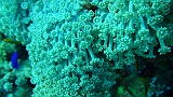 A (73)